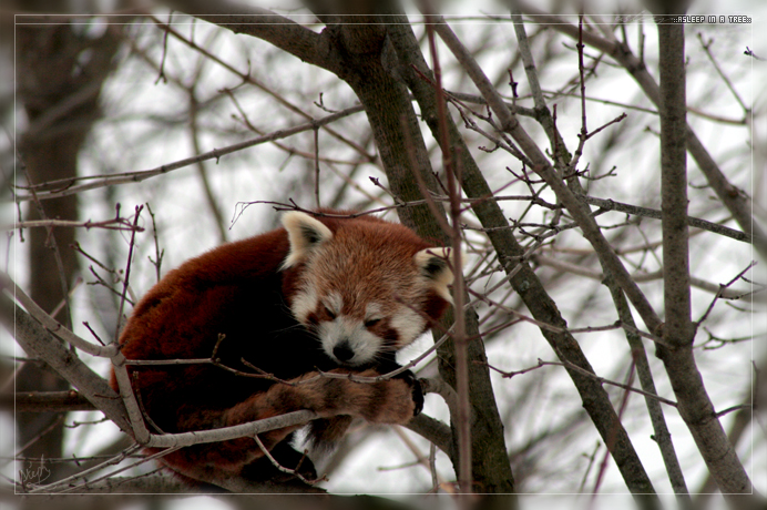 Red Panda: Asleep in a Tree