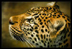 Leopard: Hopeful