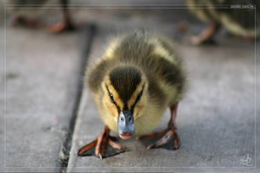 Curious Duckling