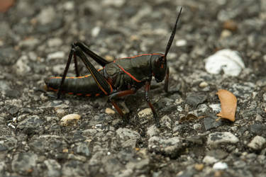 Black Lubber Grasshopper