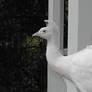 Albino Peacock