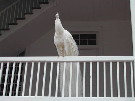 The Magestic Albino Peacock