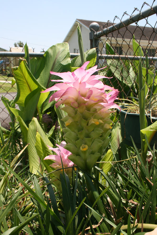 Pink Flower II