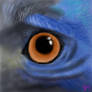 Cassowary Eye