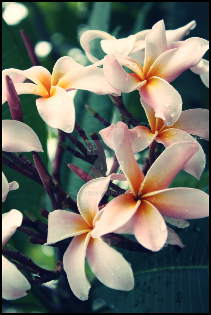 Calachuchi by Jhaz16 on DeviantArt