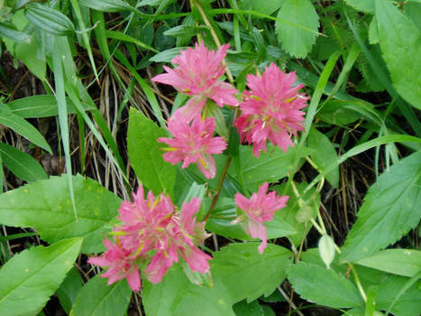 Table Mountain Flora