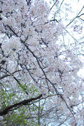 High Park Sakura Flowers 1