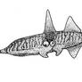Gladocephalus