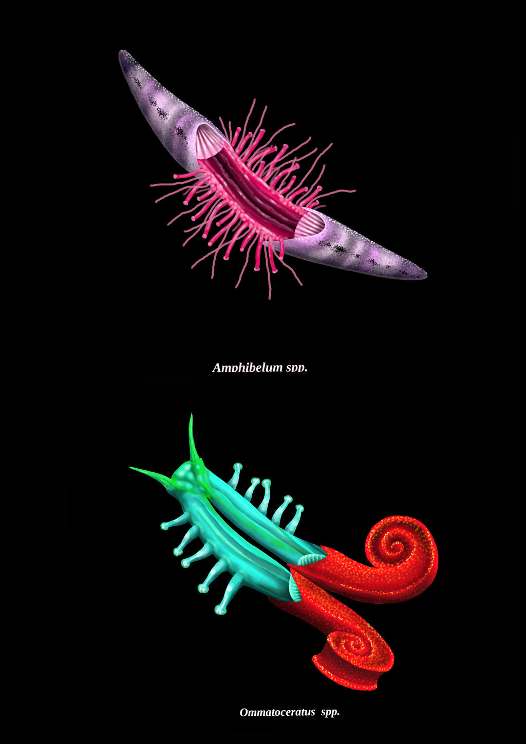 Mesosomic cephalization by doublejota on DeviantArt