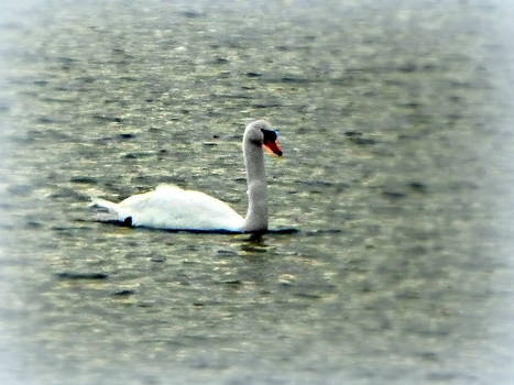 Swan