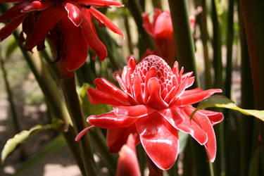 Red Flower