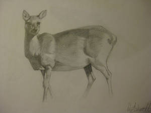 a Doe i think?