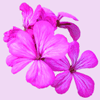 Pink Flower Avatar V2 FTU