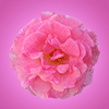 Pink Bloom Avatar FTU