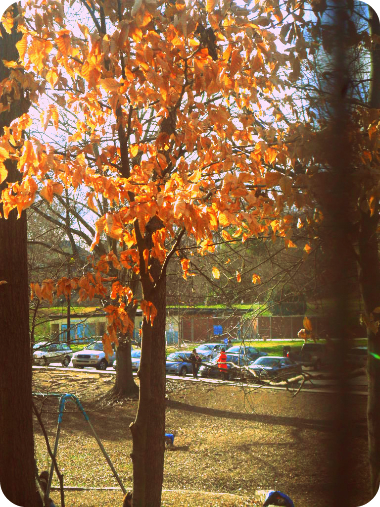 Fall tree