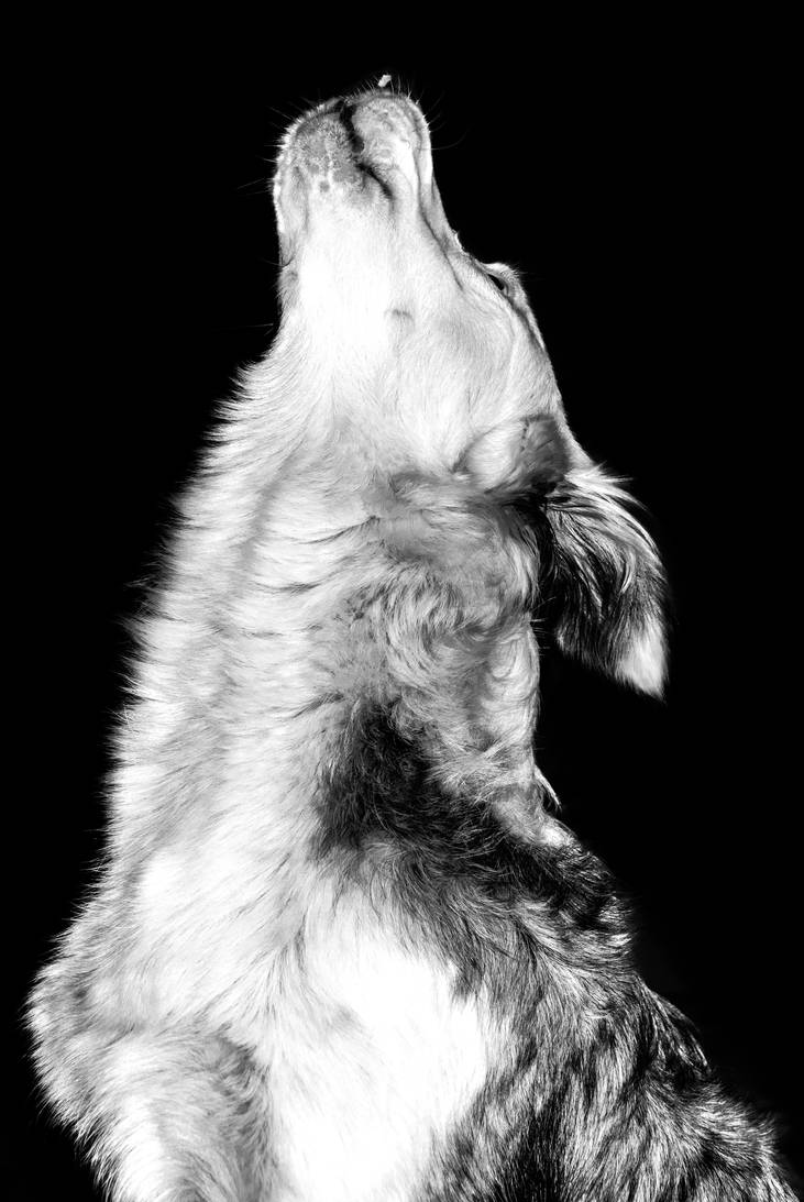 howling with the wolves by NinetailsPhotography on DeviantArt