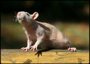 My rat Raefli from Niflheim