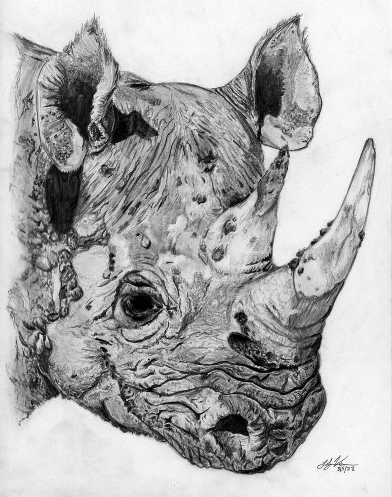 Rhino commission by Theartentropist on DeviantArt