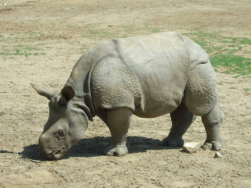 Baby Rino by photocraze on DeviantArt