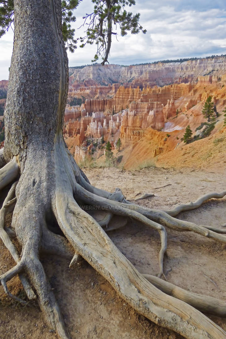 Pine in Bryce canyon by Werrn