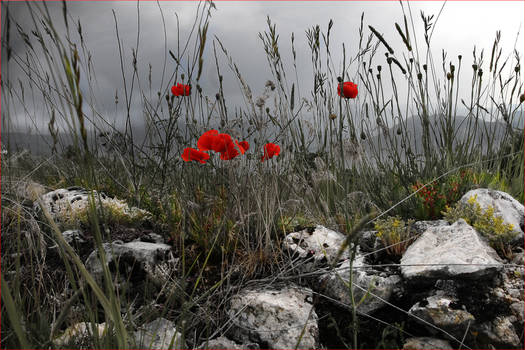 Poppies and Stones