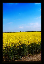 Rapeseed Field