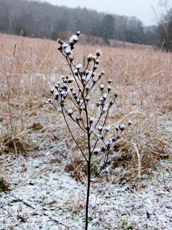 Snow Weed by GreatRedNinja2 on DeviantArt