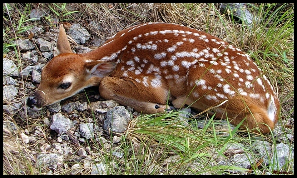 Bambi Hiding