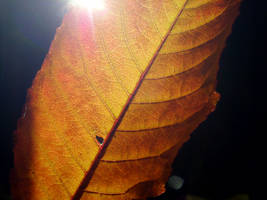 Play With Leaf And Light I