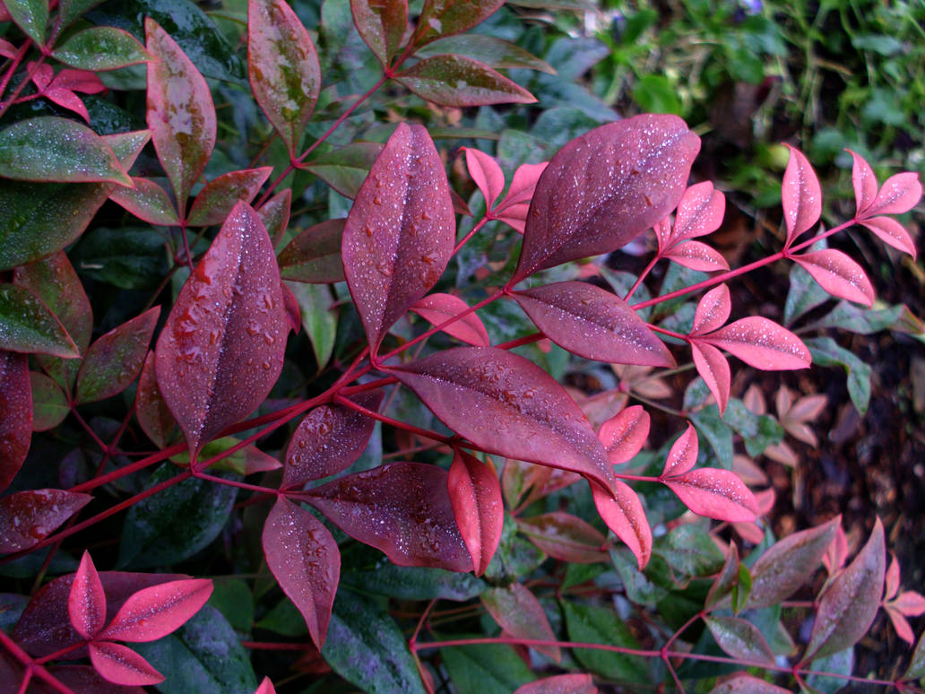 Velvet Leaves I