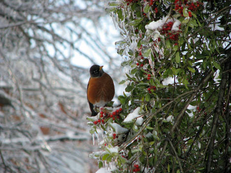 winter robin 2