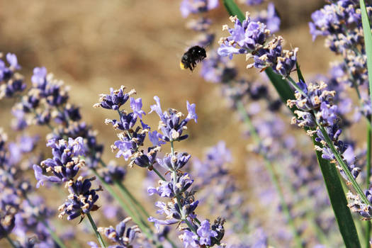 Lavender harvest