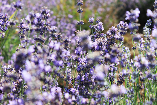 lavender harvest