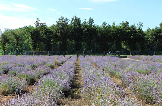 lavender harvest