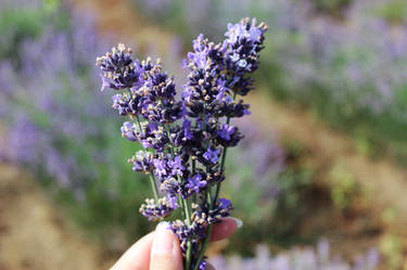 lavender harvest