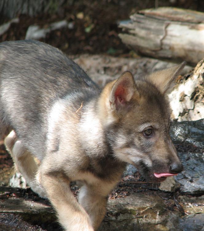 Austrian Wolf Pup