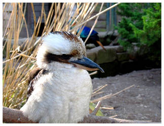 . Kookaburra .