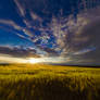Barley field sunset