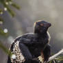 Anchiornis in rain