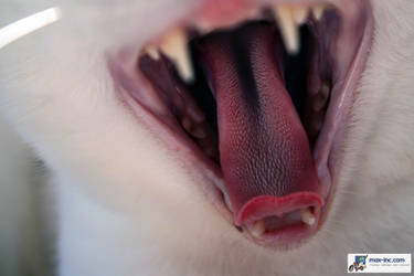 Lucy's Tongue by MissMax