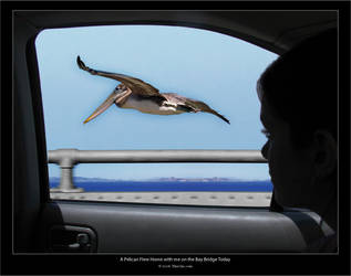 A Pelican Flew Home w me Today by MissMax
