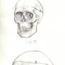 Skull Study