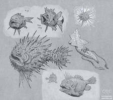 Reef Fauna