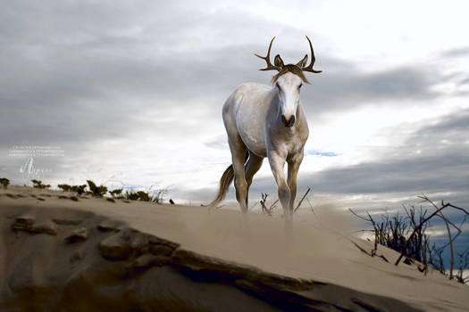 Walk In the Sand