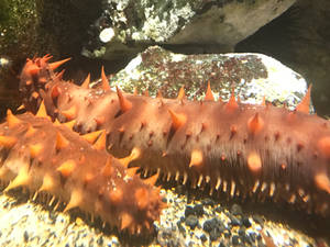 Sea cucumber 