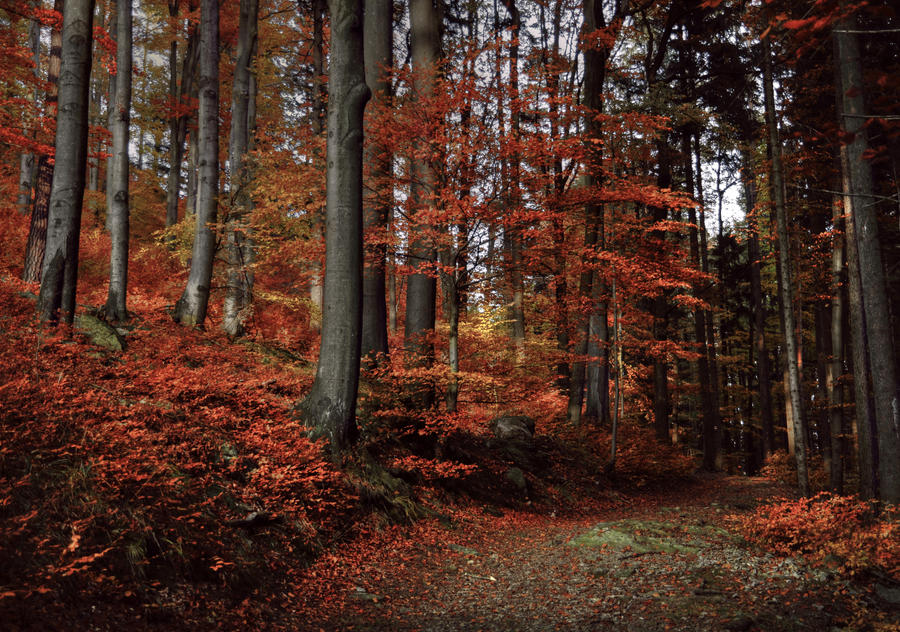 autumn forest stock
