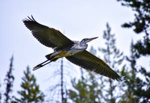 Heron in Flight