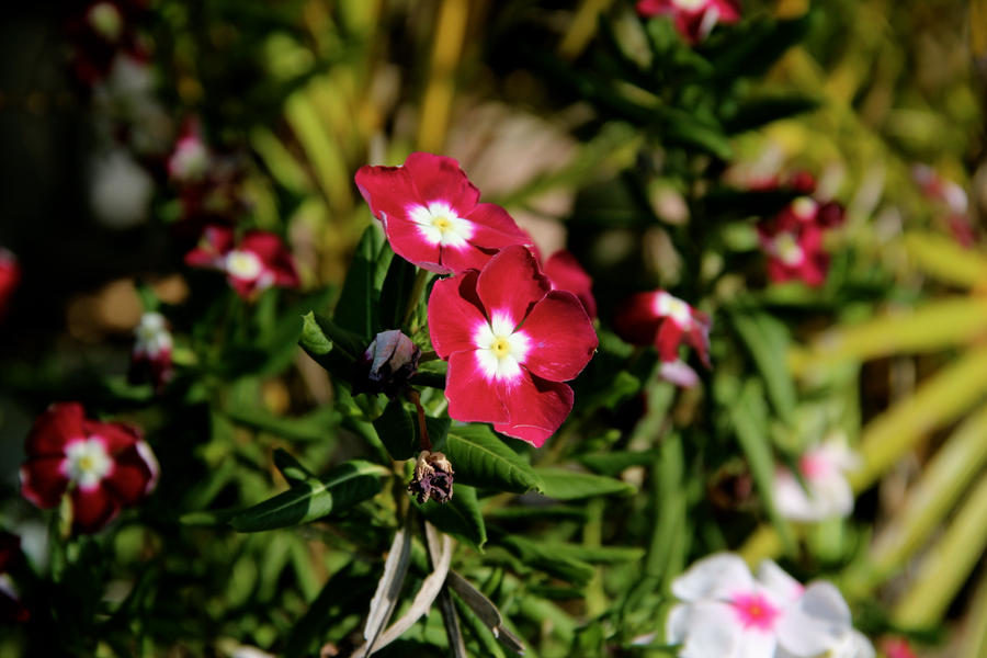 Les Fleurs Rouges by peaanutbutterr on DeviantArt