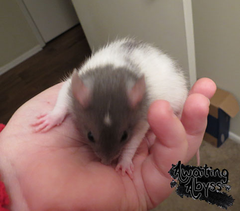 Such a Small Rattie