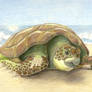 Chelonia Mydas